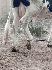 اللهم صلي على محمد وآل محمدبجر هولشتاين رقم واحد ام 2بطن وراها توم عجل وبجر خشانه وماعون وهيكل مفصل تفصال ارتفاع 9بلوكات حليب خيرات الله ودسامه وهداوه طفل مره رجال اي شخص يحلب متعهده بكافه شروط الجني للاستفسار ***********بابل ناحيه الشوملي يوجد توصيل للمحافضات ***********
