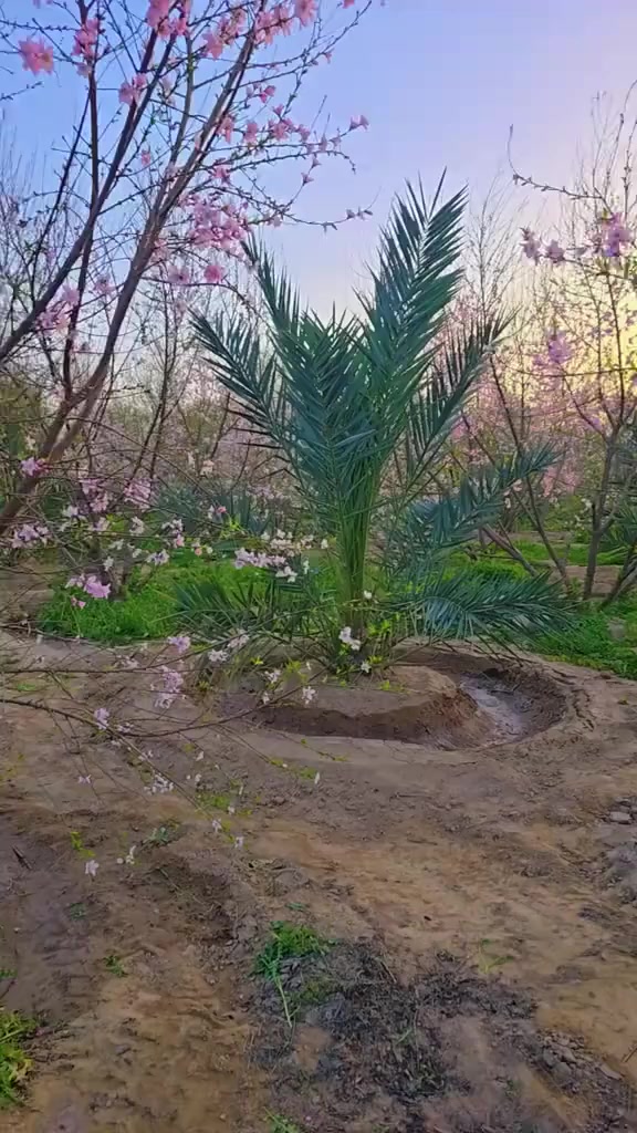 جهز الارض وسلمها لنا والباقي علينا 

نعلن عن جاهزية كادرنا لانشاء مزارع نموذجية 

ليس فقط تجهيز وغرس النخيل 
نضيف الى ذالك اشجار الخوخ العراقي المسكي الأصفر والمشمش والتين وحسب الطلب كما موضح في الفديو ادناه مزرعة عمرها سنتين وثمانية اشهر فقط 
 
جميع الشتلات والفسائل متوفرة لدينا والضمان لحين الاثمار 

تجهيز وانشاء مزارع النخيل النسيجي  في اي وقت وتحت اشرافنا المباشر  ومتابعة برنامج تسميد خاص بنا  

العنوان ديالى ناحية السلام 
للأستفسار الاتصال بالرقم ***********
