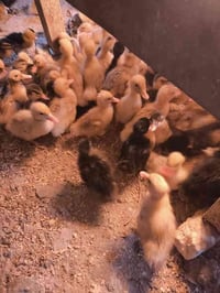 افراخ بش • نجف قضاء المناذره