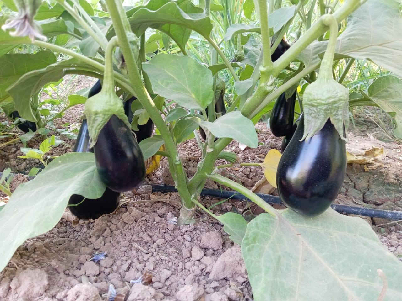 للبيع حب بيذنجان اسود هاذا نموذج  سعر السكانه 5الاف التصال ***********
