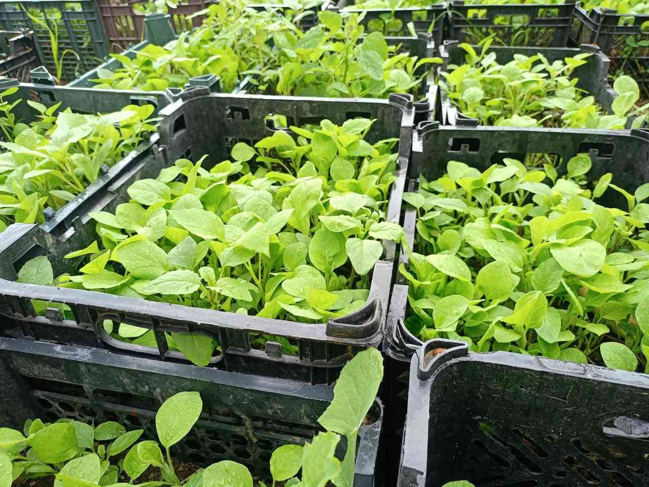 السلام عليكم...
متوفر شتل ( دايه) طماطة فلفل حار وبارد وبيذنجان والبذور شرط النوعيه 
العنوان / ديالى _ جلولاء _ الشيخ بابا/ للأستفسار واتساب او على الخط 
***********
