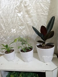 طقم تركي • طقم هولندي • أربيل