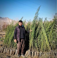 شتلات • ٨٠-١٢٠سم • توصيل كردستان