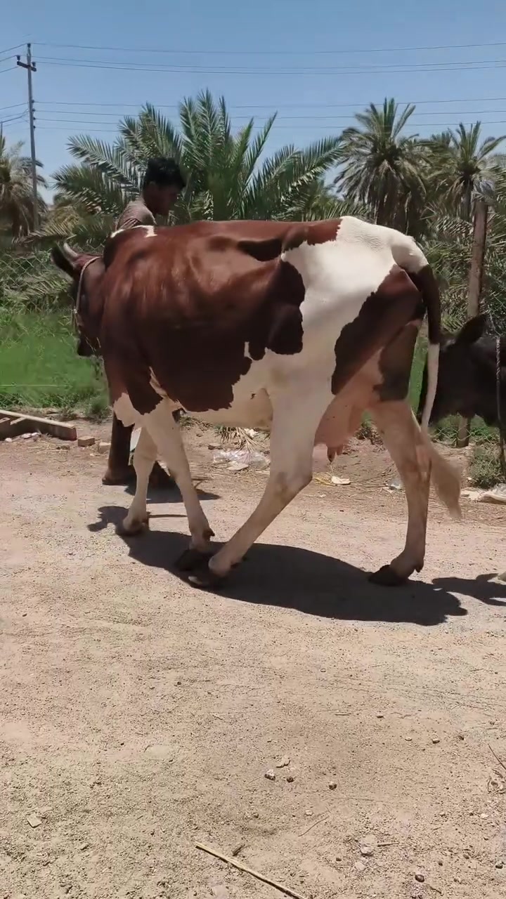 سلام عليكم ورحمة الله دابه هولندي ام ثاني بطن مشروطه كول شروط الجني المكان سوق الشيوخ العكيكه ***********
