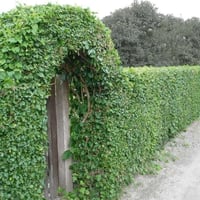 اشتقل جميع الحدائق والبساتين  وتنظيف الحدائق من الدغل وتقليم الأشجار و...