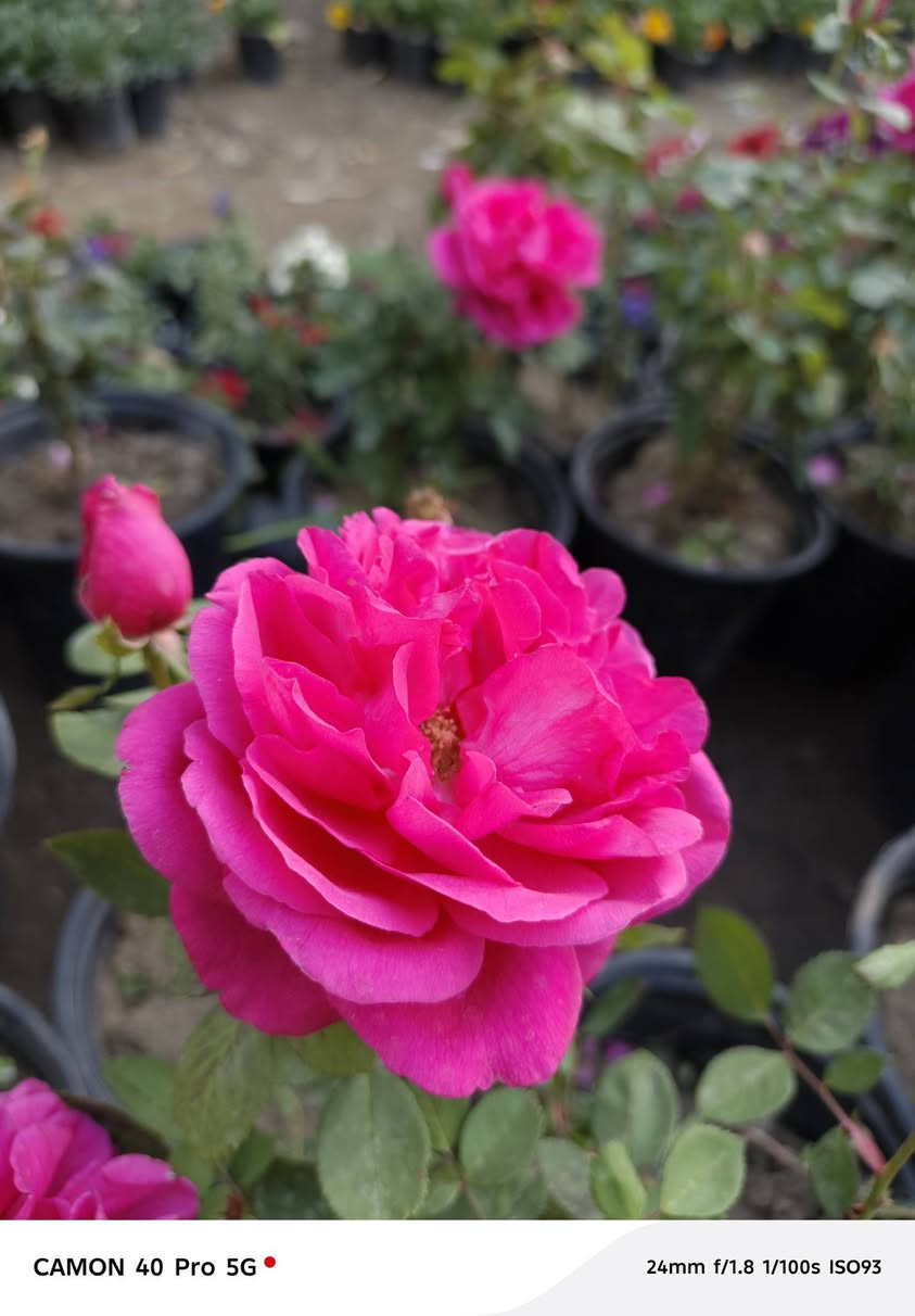 #وصول_الجوري_السلطاني_الفواح 😍

  زورونآإ تـ♥̨̥̬̩جـ♥̨̥̬̩دون مـ♥̨̥̬̩آإيسرگ♥̨̥̬̩مـ♥̨̥̬̩

#مشہتہلہ_الہناعہوريہ_لہنباتہاتہ_الہزيہنة👩🏻‍🌾
🏠﮼العنوان :-
#صلاح_الدين/#قضاء_الدور/#قرب_البانزينخانه

#للحجزوالتوصيل 🚘
يرجى الاتصال برقم الاستاذ سعيد☎️
‭+٩٦٤ ٧٧٠ ٢٠٥ ٥٩٦٤‬


**إذا كنت صاحب هذا الإعلان وتريد حذفه لأي سبب، رجاءا أرسل رسالة إلى الدعم الفني**