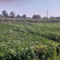 يوجد ضمانه برسيم وشعير كيلو 14 اللي يريد يتصل على الرقم 07516659870