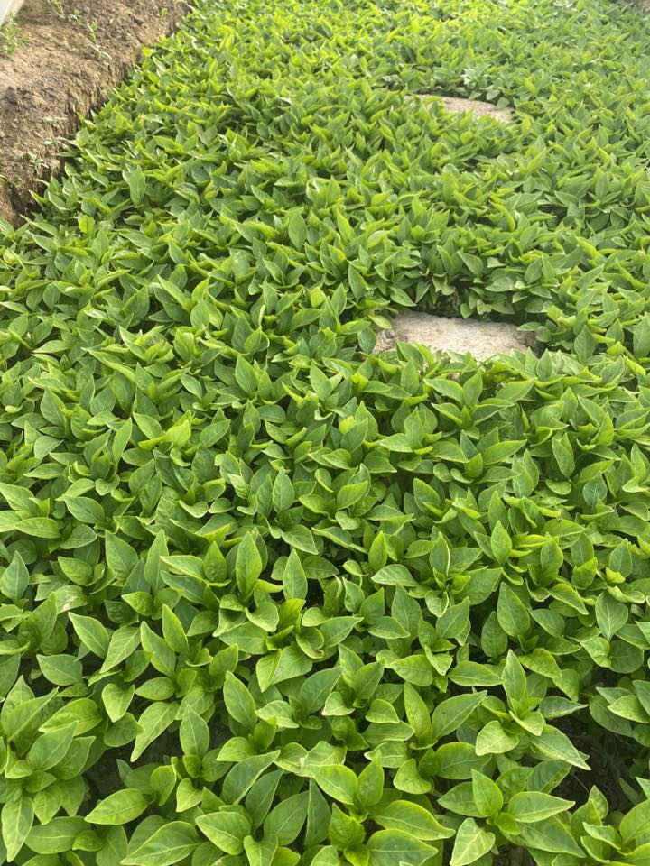 كلار كرده كوزينه ***********
