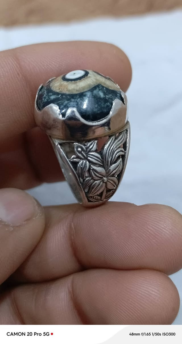 دودي جميل جداً للبيع. 
***********
