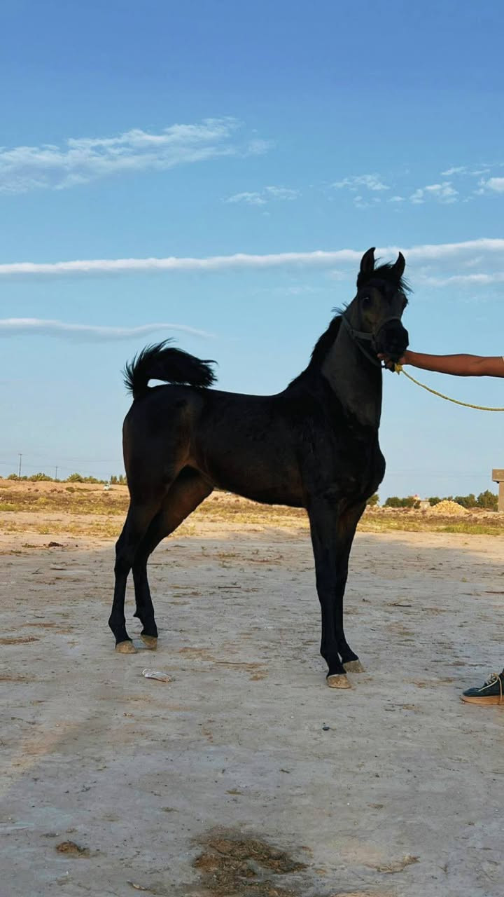 مهره مصريه فناص كسر دوسر عمر 11 شهر كتاب وشريحه مكفوله من كل عيب بنت البطل اليوكي وبخدمتكم مكاني بابل الاستفسار
‏‪0789 207 5909‬‏
***********
مهره مصريه فناص كسر دوسر عمر 11 شهر كتاب وشريحه مكفوله من كل عيب بنت البطل اليوكي وبخدمتكم مكاني بابل الاستفسار
