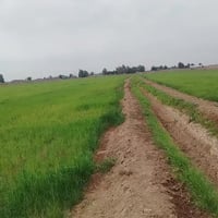 طريق سيد أحمد • ٤٠دونم • شروه