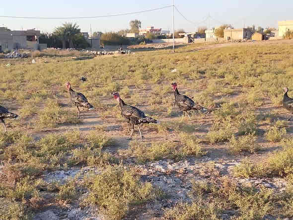 السلام عليكم.  مكلف بلنشر
متاح بصرة للبيع ست ديوك ‏
‪***********‬‏
