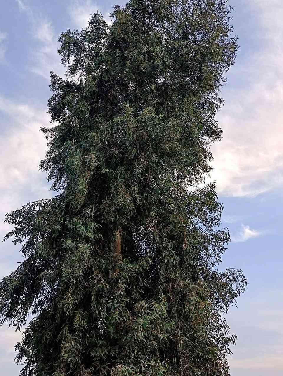 يتوفر كالبتوز خشن ومتوسط وباسعار مناسبة 
كل 10 من الخشن وياه 2 هدية .. للتواصل :***********
