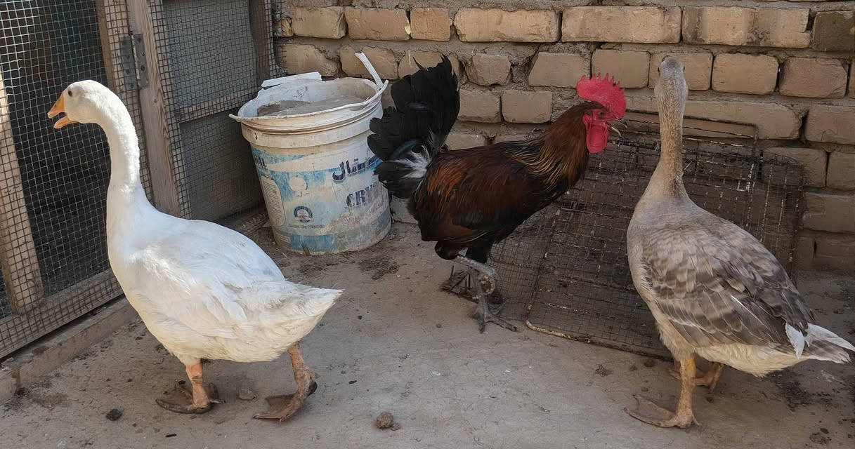 عندي زوج بطوط سعرهن ٤٠  وزوج ديوجه سعرهن ٣٠
وبلي ٢ سعره ٤٥ ومنفاخ يشتغل على جداحة السياره سعره ١٥
بطوط ٤٠
ديوجه ٣٠
بلي2   ٤٥
منفاخ  ١٥
***********
