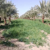 بابل شارع الامام بكر • ٤دونم • طابو زراعي