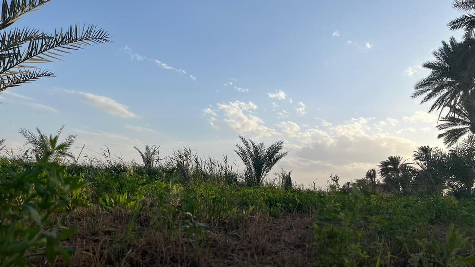 بستان طابو صرف سند ٢٥
الموقع :-

الحيرة/ قريه المراشده .

ع الشارع العام يحتوي طريق خاص بالارض عرض ٦ م  . وواجهة الارض ع طريق المراشده.

تبعد عن طريق القوسي الجنوبي الجديد ٧٥ م .

مساحة الارض ٦ دونم .

يحتوي على ماطور كاز ٨ حصان .

تسقى من خلال نهر البديرية وابو جذوع.

يحتوي كهرباء رسمي ميزانيه زراعي. 

يحتوي اجود انواع النخيل .

تزرع جت مع محصول موسمي .

كهرباء وماء وتبليط مخدومة.
————————————-
بالامكان بيع دونمين
للتواصل :-
***********
