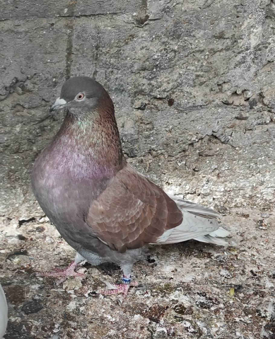 متاح طواير وفحل موثقات مكاني مدينه الصدر


**إذا كنت صاحب هذا الإعلان وتريد حذفه لأي سبب، رجاءا أرسل رسالة إلى الدعم الفني**