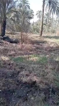 الطف كربلاء • ٥٠٠٠م • ٥٠ نخلة