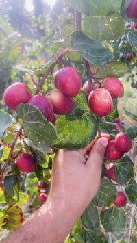 تطعيم سدر • بابل • كربلاء