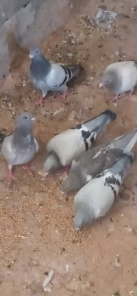 للبيع • بدون تفاصيل • غير مصنف