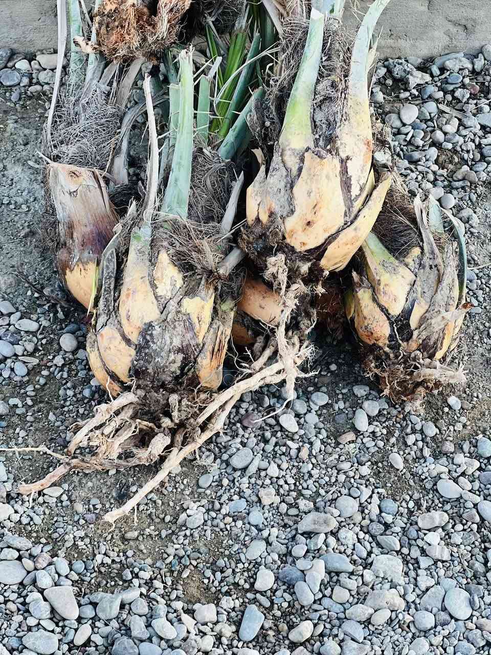 السلام عليكم ورحمة الله وبركاته 
من الان بدأ موسم قلع الفسائل وزاعتها 
اي شخص عندو نخلة بيها فسائل يريد يقلعهن يتصل ويتدلل ***********
