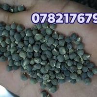 #اللهم_صلّ_على_محمد_وال_محمد  #متوفر_بذور   #بانية السماوة درجه اولى و...