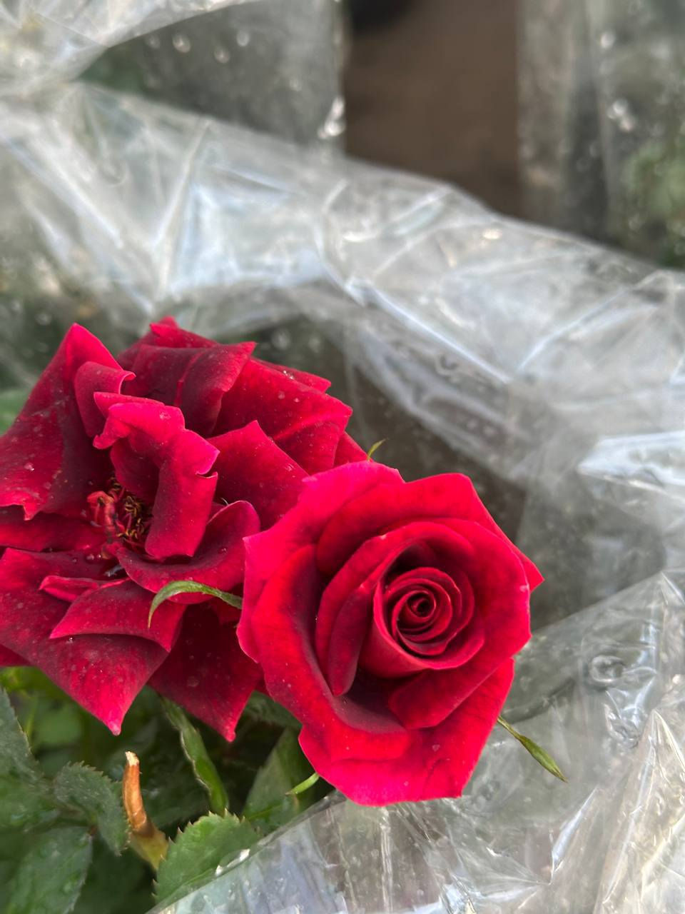 لديك مكان مشمس ومتهوي 
انصحك  بي الورد الجوري الهجين 
جمال واناقة لا تقاوم 🌹💐
 كل هاذ الجمال بس يم مشتل النورين 
#عنوانه_شارع_الغطاس_خلف_المجمع_السوري


**إذا كنت صاحب هذا الإعلان وتريد حذفه لأي سبب، رجاءا أرسل رسالة إلى الدعم الفني**