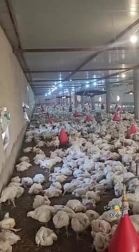 دجاج أحمر • دجاج أبيض • توصيل ناحية الشوره