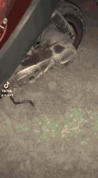 ماطور بوتين للبيع  سعر 275 قفل قفل مكينة شرط خرسه ما بي لا جزه لا  ونه شرط شلعه ومعدل نار 🔥 كهربائيات شغاله كامل باتري جديد شاصي شرط سلف شغال بس يعوزو فحمات قفل ستيرن شغال كزوز الاصلي سعر 275 قفو من اخير ابو ال215 لا تعلق  

 رقم  ***********
