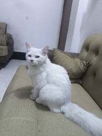 قط شيرازي • قطط شيرازي • قط للبيع • قط ذكر • قطط صغيرة • قطة شيرازية •...