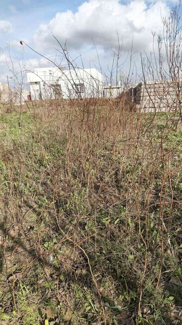 سلام عليكم نبيع شجرة مشمش ‏‪***********‬‏
