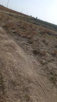 ثريمه • ١٠دونم • طابو زراعي