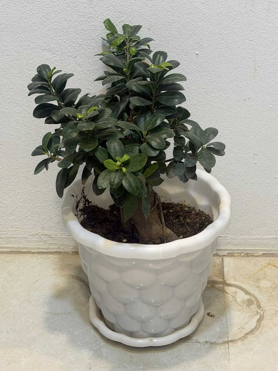 اغراض لبيع


**إذا كنت صاحب هذا الإعلان وتريد حذفه لأي سبب، رجاءا أرسل رسالة إلى الدعم الفني**