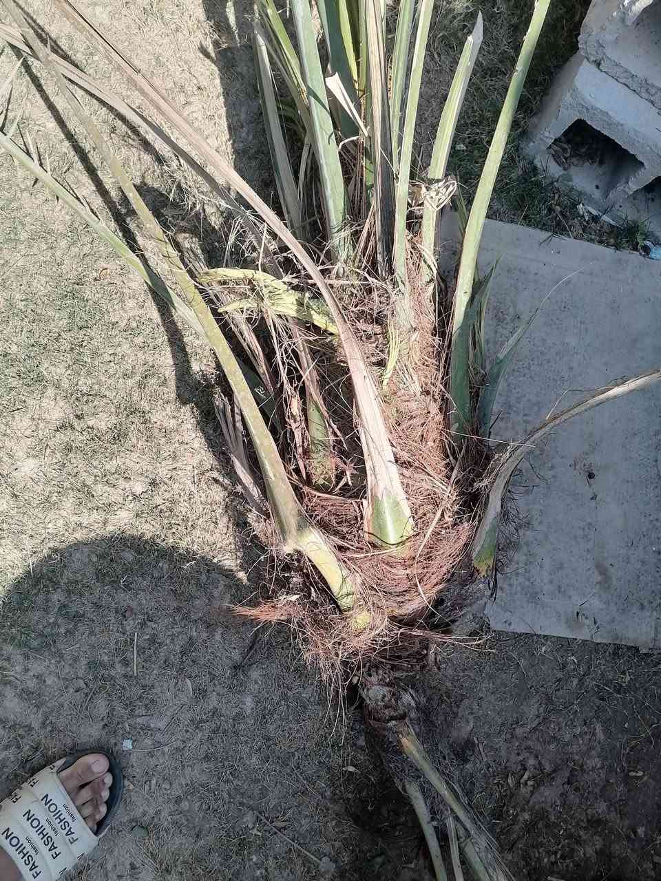 عندي هاي 5 نخلات للبيع اليريد يسويهن جمار او بيهن يمكن 3 عدلات ينزرعن وسعر مناسب صويره حي الزهور *********** واكو بعد زغار ماصورتهن
