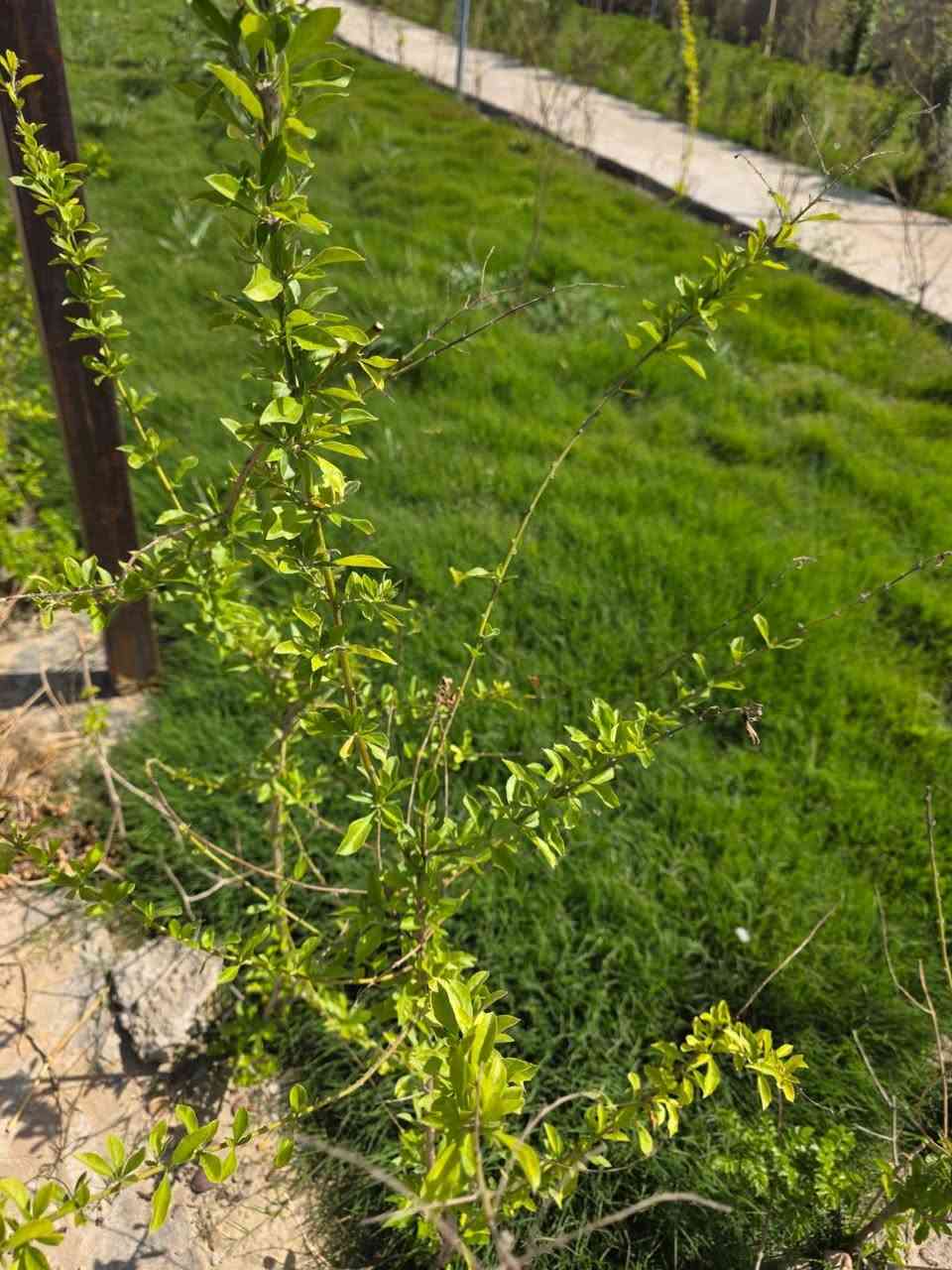 مزرعه مع دار استراحة متكامل 

مساحه نصف دونم 
طابو زراعي سند 25اقرار محكمه على طابو الشعب 

تحتوي على دار استقبال مطبخ صحيات سقف ثانوي 

مي كهرباء اساله وايضا سقي 

طرمه بحدود 50متر وسقيفه خارجيه

تحتوي على 17بلوجكترات +8كاميرات +ماطورات ماء عدد 3+تانكي مي ابو 10الالف+مولد 27امبير بالاظافه الى تخم وبردات ثلاجه سنك كامل من كلشي 

مسيجه بالكامل وجه 27متر 

جيب عائلتك وتتونس بالمزرعه 

تحتوي على انواع شتلات وبعض نخلات 

مكان الثعالبه قريبه على الشعب

السعر 105وبيه مجال


**إذا كنت صاحب هذا الإعلان وتريد حذفه لأي سبب، رجاءا أرسل رسالة إلى الدعم الفني**