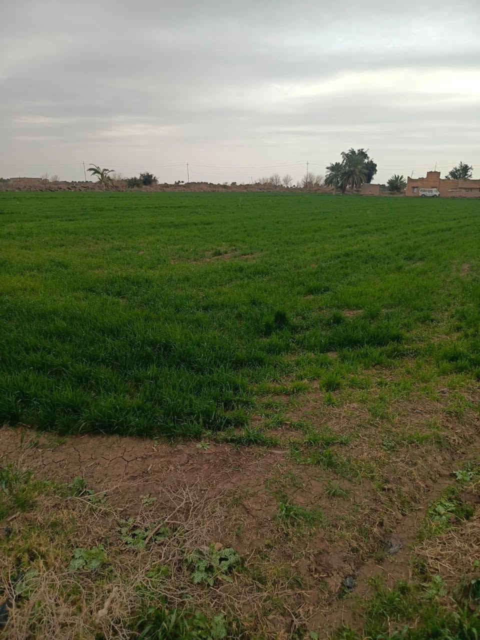 أرض زراعيه للبيع مساحتها 100 دونم  70 منها طابو  سند 25 و 30 دونم واقع حال فيها مضخه 50  حصان أبعادها 395م العرض موازي لنهر دجله أي الوجه من جهة نهر دجله النزال 885م والعرض الآخر 182م  موقع الأرض في الكوت تبعد عن مركز المحافظه 32كم على طريق العماره كوت 28 الطريق العام و4كم من الشارع العام إلى الأرض والشارع مبلط حديث والآن مزروعه حنطه
الاستفسار أكثر تصال على رقم ***********
