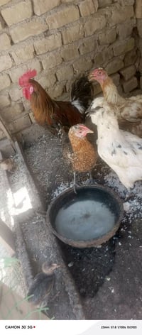 دجاج عرب • ٤ دجاجات • ٥ كتاكين