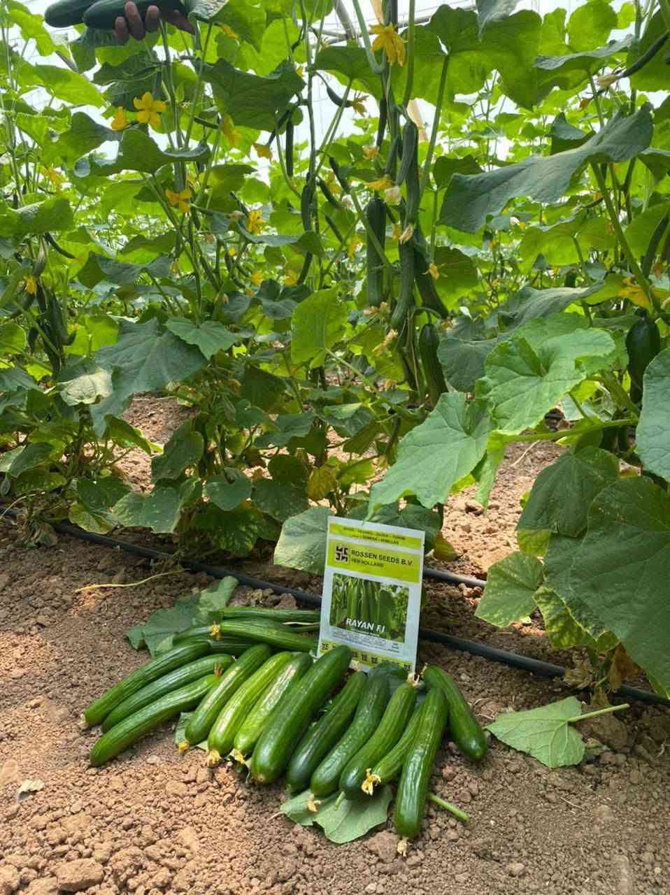 🌱 **بذور خيار RAYAN F1 الهولندية متوفرة الآن** 🌱

إذا تدور على إنتاج وفير وجودة ممتازة داخل البيوت البلاستيكية، بذور **RAYAN F1** خيار ممتاز للمزارعين.

✅ نمو قوي
✅ عقد ممتاز للثمار
✅ إنتاجية عالية
✅ ثمار متجانسة ومطلوبة بالسوق

📸 الصورة من محصول فعلي للبذور

للاستفسار أو طلب البضاعة:
📞 راسلنا على الخاص 

🏡 **بيت الزراعة والمبيدات**
كل ما يحتاجه المزارع من بذور وأسمدة ومبيدات في مكان واحد.

#بيت_الزراعة_والمبيدات
#بذور_خيار
#خيار_هولندي
#زراعة
#بيوت_بلاستيكية
#مزارعين_العراق

**"مو كل بذرة تعطيك هذا الإنتاج 🌱🔥"**
السعر 60+توصيل 5000لكل محافظات العراق


**إذا كنت صاحب هذا الإعلان وتريد حذفه لأي سبب، رجاءا أرسل رسالة إلى الدعم الفني**