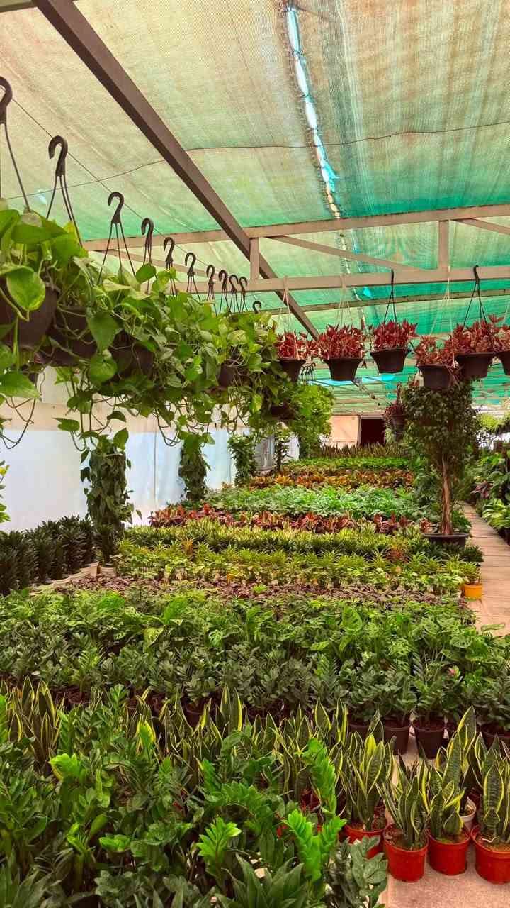 🌿 حديقتك تستحق الأفضل… والبداية من مشتل جوري! 🌿

هل تبحث عن نباتات صحية، أزهار مميزة، وأسعار تناسب الجميع؟

في مشتل جوري نوفر لك تشكيلة واسعة من:
🌸 نباتات الزينة الداخلية والخارجية
🌳 أشجار الظل والأشجار المثمرة
🌹 الورود والشتلات الموسمية
🪴 ومستلزمات زراعية 

⭐ جودة مضمونة
⭐ أسعار منافسة
⭐ تشكيلة تتجدد باستمرار

🎉 لفترة محدودة: استفد من عروض خاصة على مجموعة مختارة من النباتات.

📲 لا تتردد، راسلنا أو اتصل بنا الآن

📞 **الهاتف:*************

📍 العنوان: بغداد – (القاهرة الثانية قرب تقاطع الطالبية )

مشتل جوري… حيث تبدأ الحياة الخضراء. 🌿
