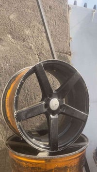 رفيونيا جيوفانا • ١٩ انش • قفل تخم كامل