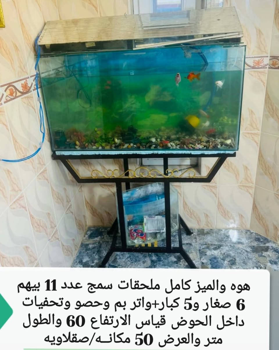 التواصل ع حسابي
المندوبه ﺑﻨﺖ الأنبار 
غراض للبيع اي سؤااال اجاوبكم


**إذا كنت صاحب هذا الإعلان وتريد حذفه لأي سبب، رجاءا أرسل رسالة إلى الدعم الفني**