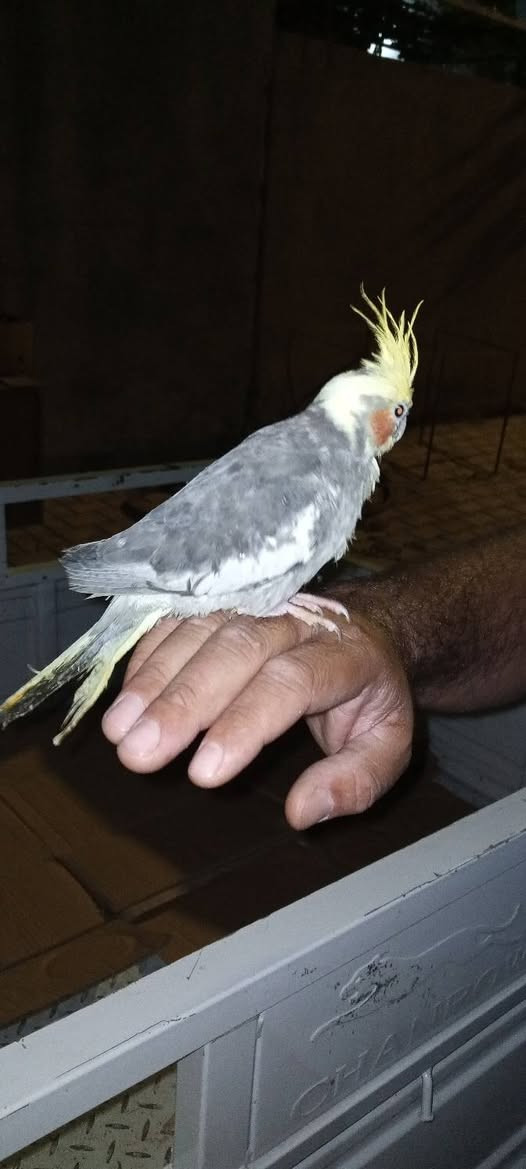 متاح كوكتيل  المكان ديالى السعديه ***********

