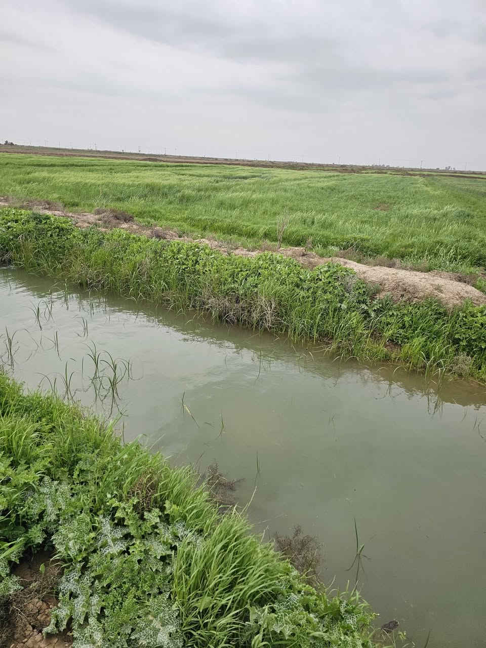 السلام عليكم كاع ١٢ ال١٣ دونم مزروعة شعير والماي بنصة للبيع تريدة جاير تريدة حشيش للاستفسار الاتصال على الرقم *********** المكان الاحرار قرية الروضان
