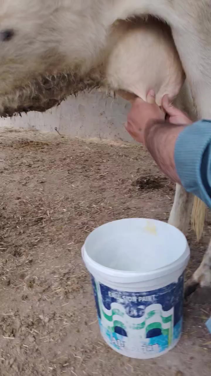 يا الله هوايش لبيع فريزيات بلاديات وراهن باجير فريزيات بلاديات وحدة ماخذه لفحل صار 6 تشهر مفحوصه سونار حلوه وخشنه وثانيه شهرين ونص صاحبات مواعين وشطر حرات يواحد يحلبهن مجنيات مالات جناي شرط لحليب ودسامه خير من الله هوايش مالات بيت مشروطات كافه شروط لجني لسعر2500 وثانيه 2850 لمكان بابل شوملي لسفسار ***********
