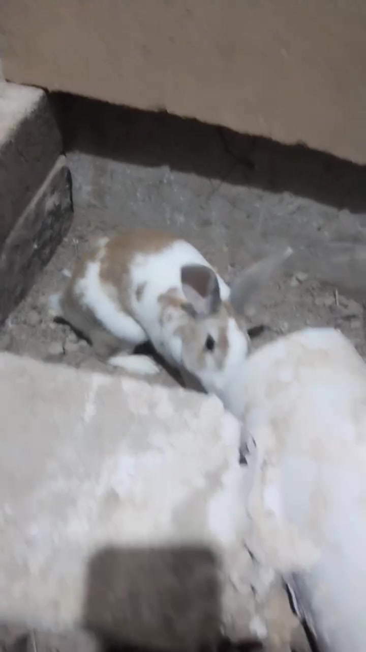 قيم اخذ زوج اكبار و زوج اصغار
مكان كركوك لاتكسر ابحلال


**إذا كنت صاحب هذا الإعلان وتريد حذفه لأي سبب، رجاءا أرسل رسالة إلى الدعم الفني**