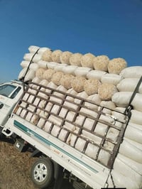 تبن • الحويجة • ابو جيس