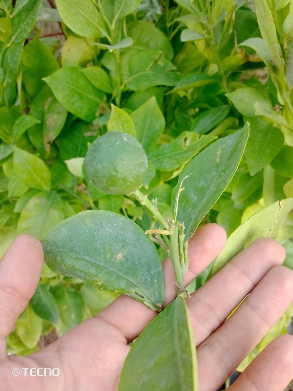 الليمون العراقي🍋
فاكهة النومي حامض من أجود أصناف الليمون على مستوى العالم،

اشجار ليمون  عراقي مثمر  (  مطعم على ناارنج )
تستطيع زراعتها الان

الليمون االاخضر االعرااقي   

ارتفااع  الشتله  1.20-1 متر 
السعر  :  3500 دينار 
السعر / ثلاثة الف ونص

عنوان / تقاطع سبعه نيسان داخل


**إذا كنت صاحب هذا الإعلان وتريد حذفه لأي سبب، رجاءا أرسل رسالة إلى الدعم الفني**