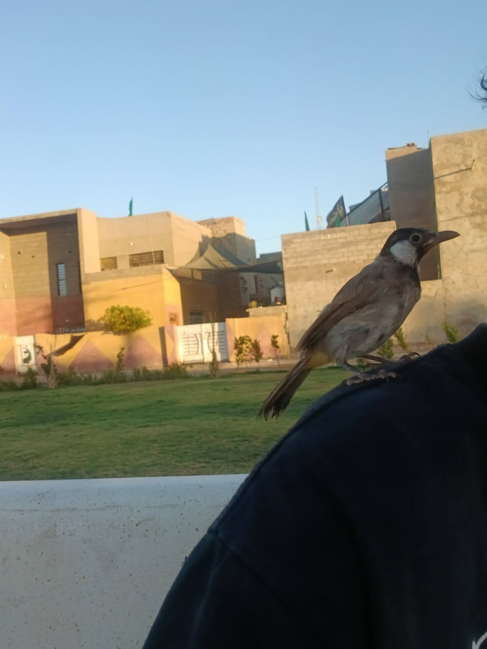 متاح بلابل مخاليف طلعن بالشارع وشرط الالاف***********
