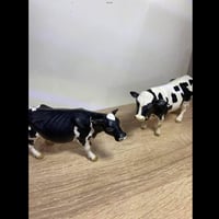 أبقار • شلايش • أصلية