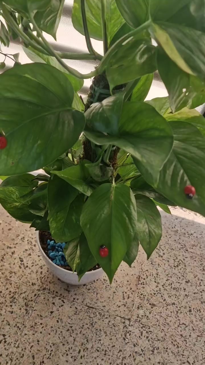 اللبلاب العامودي متوفر


**إذا كنت صاحب هذا الإعلان وتريد حذفه لأي سبب، رجاءا أرسل رسالة إلى الدعم الفني**